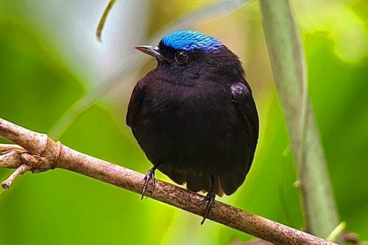 Manuel Antonio Park Guided Tour - Admission Ticket Included