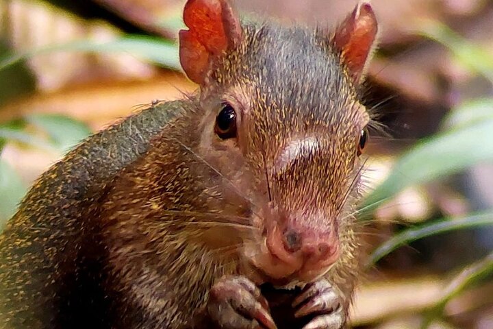 Manuel Antonio Park Guided Tour - Admission Ticket Included