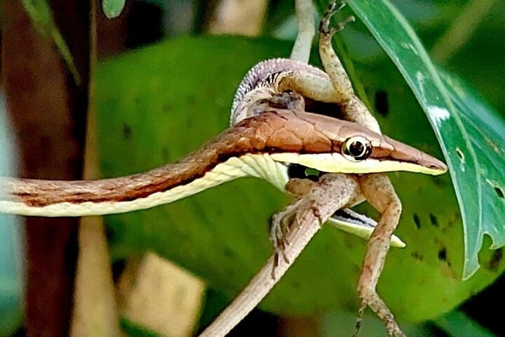 Manuel Antonio Park Guided Tour - Admission Ticket Included