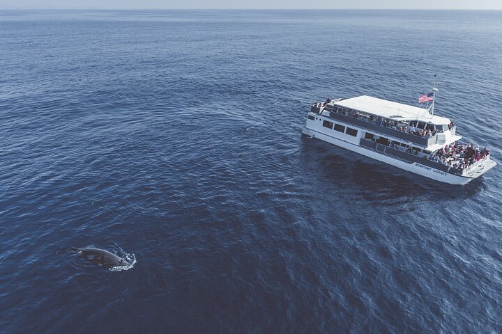 Luxury Whale Watching: Fewer People, Extra Speed, Expert Staff