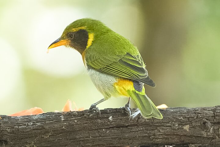 Mindo Cloud Forest Birdwatching & Photography - Private Day Tour