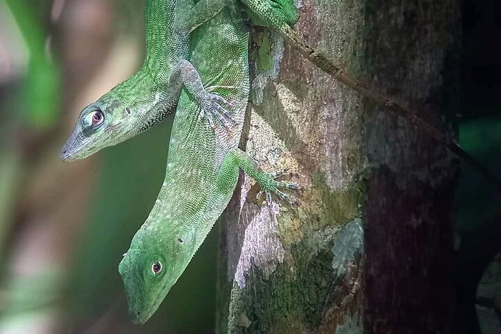 Manuel Antonio Park Guided Tour - Admission Ticket Included