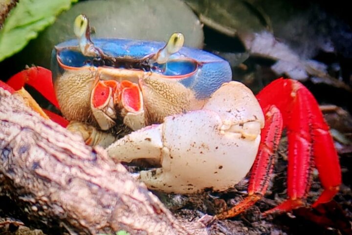 Manuel Antonio Park Guided Tour - Admission Ticket Included