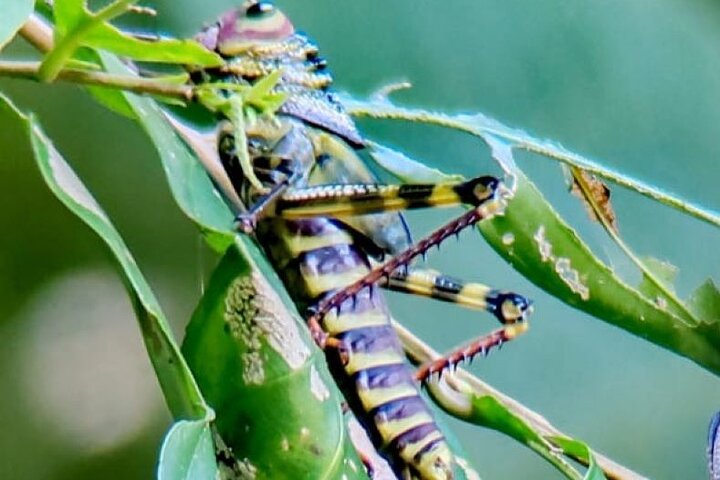 Manuel Antonio Park Guided Tour - Admission Ticket Included