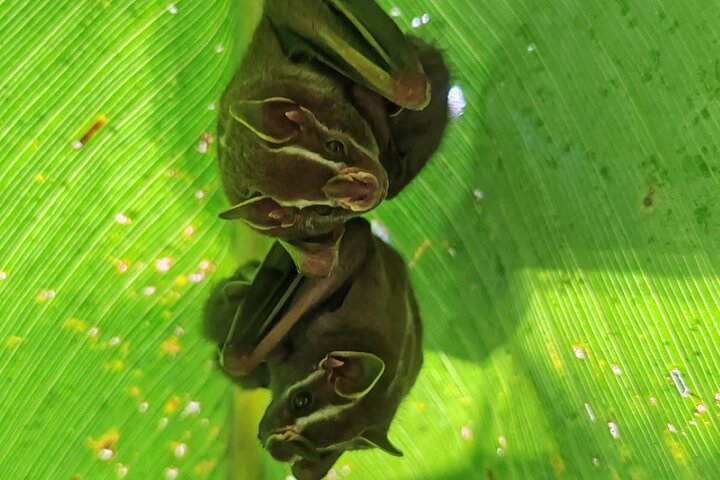 Manuel Antonio Park Guided Tour - Admission Ticket Included