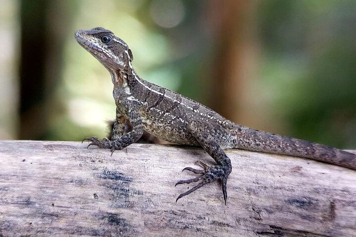 Manuel Antonio Park Guided Tour - Admission Ticket Included
