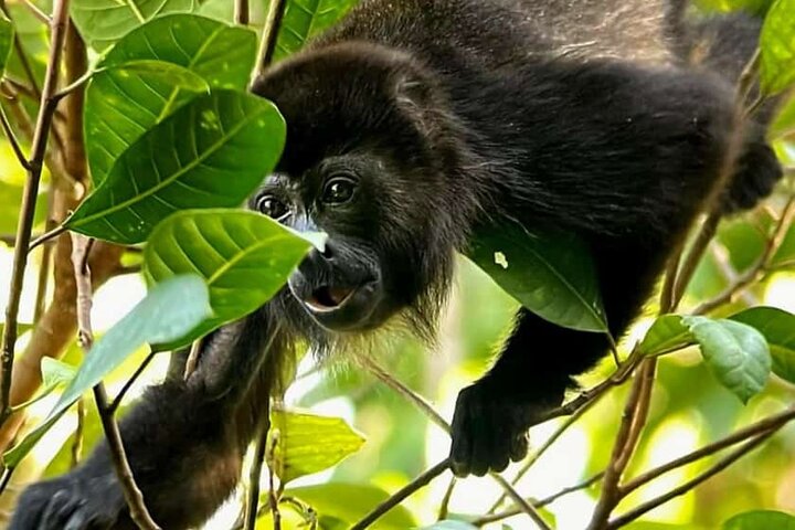 Manuel Antonio Park Guided Tour - Admission Ticket Included