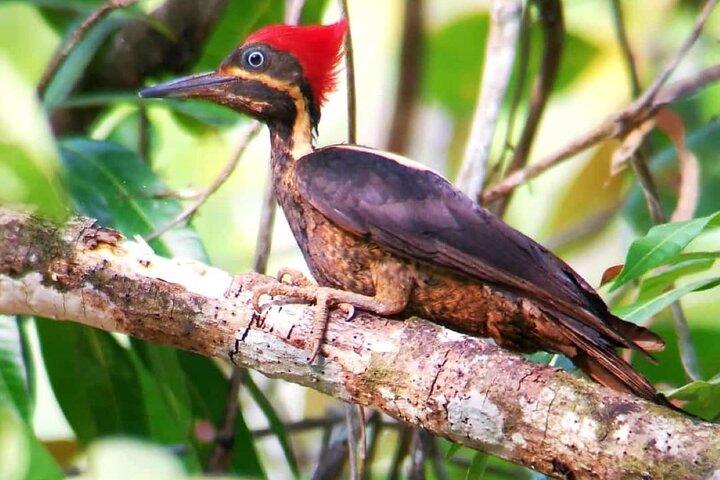 Manuel Antonio Park Guided Tour - Admission Ticket Included