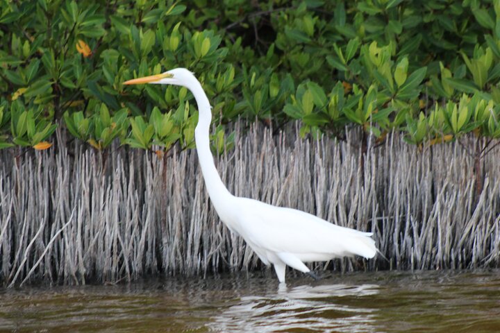 River Lizards Boat Tour for Flora and Fauna Observation