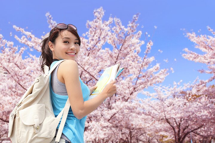 Kamakura Cherry Blossom Full Day Walking Tour with a Local Guide