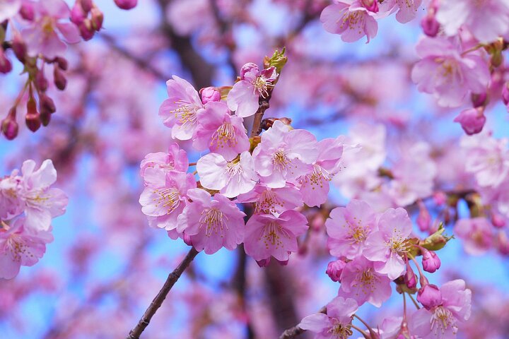 Kamakura Cherry Blossom Full Day Walking Tour with a Local Guide