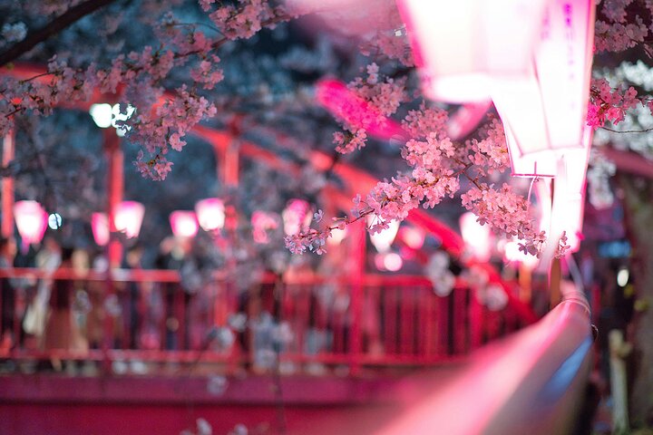 Kamakura Cherry Blossom Full Day Walking Tour with a Local Guide