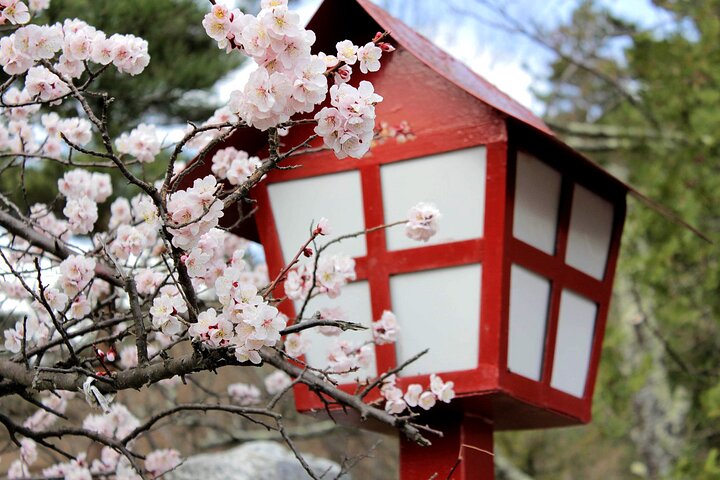 Kamakura Cherry Blossom Full Day Walking Tour with a Local Guide