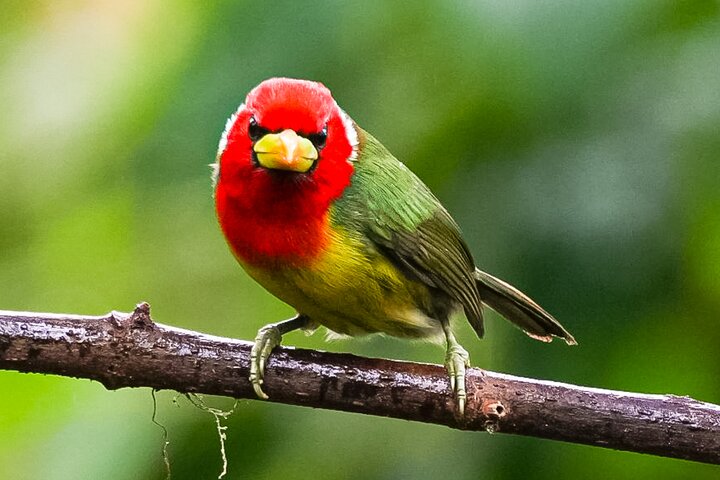 Mindo Bird Photography Experience | Ecuador Birds