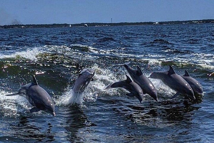 Dolphin Watching aboard the Cold Mil Fleet