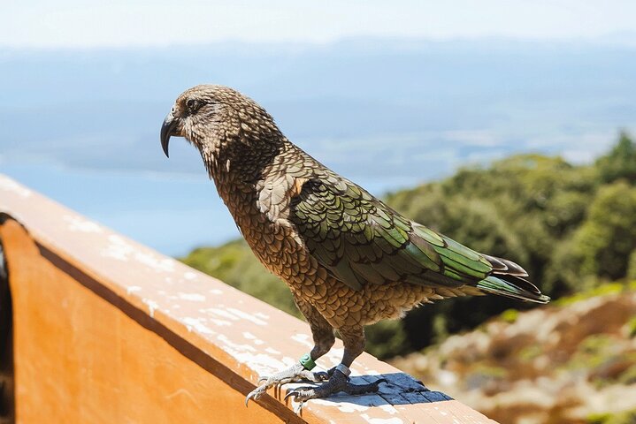 Award Winning Milford Sound Full Day Tour & Cruise from Te Anau