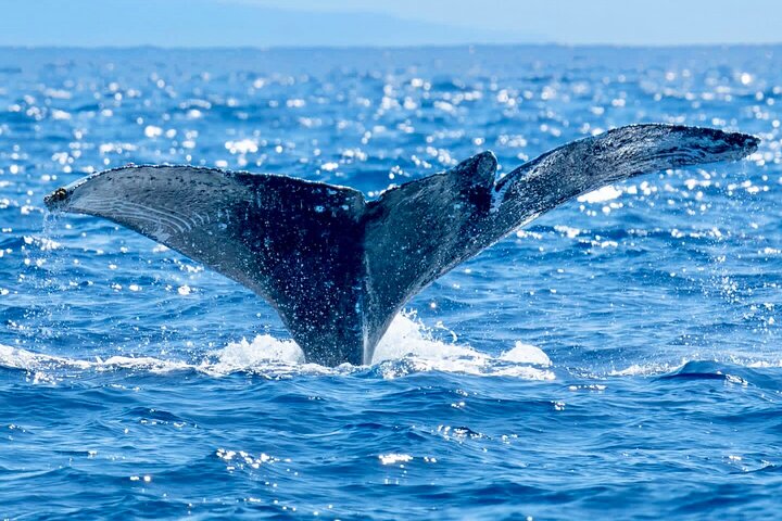 Big Island: Captain Cook Snorkel On A Power Catamaran With Lunch