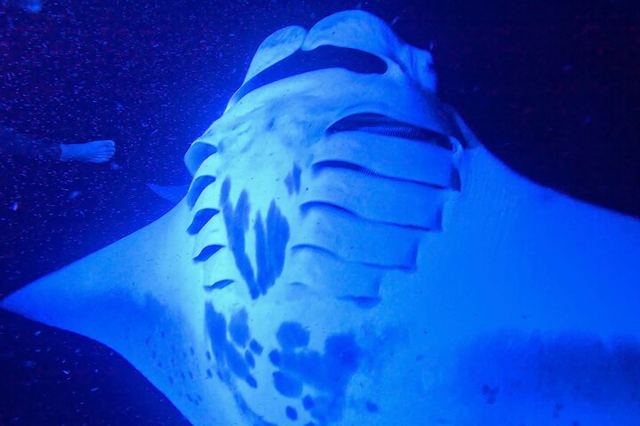 Big Island Manta Ray Night Snorkel