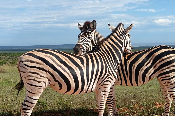 Port Elizabeth Half-Day Addo Elephant National Park Tour