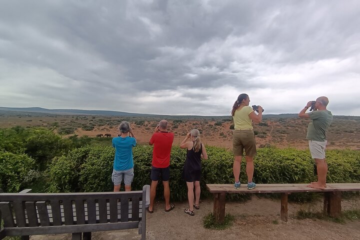 Port Elizabeth Half-Day Addo Elephant National Park Tour