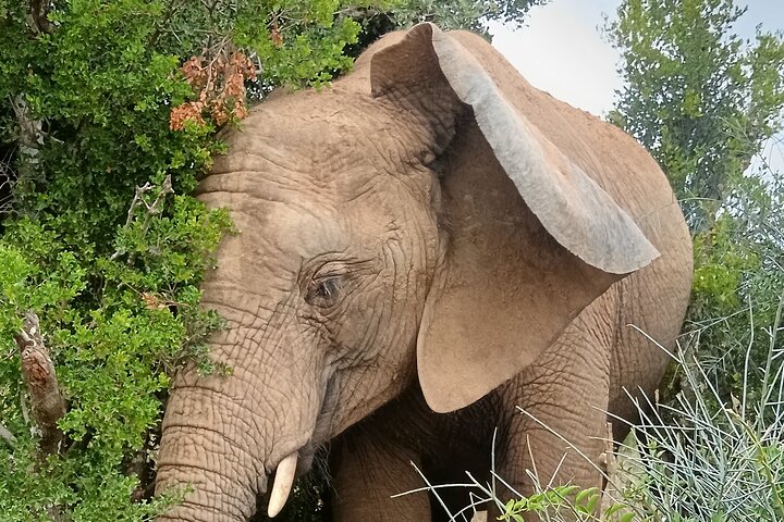 Port Elizabeth Half-Day Addo Elephant National Park Tour