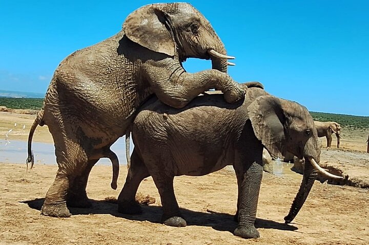 Port Elizabeth Half-Day Addo Elephant National Park Tour