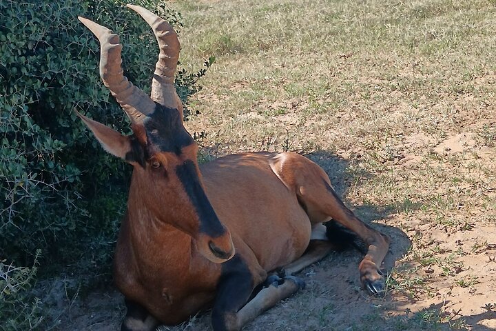 Port Elizabeth Half-Day Addo Elephant National Park Tour