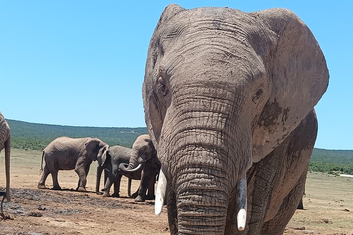 Port Elizabeth Half-Day Addo Elephant National Park Tour