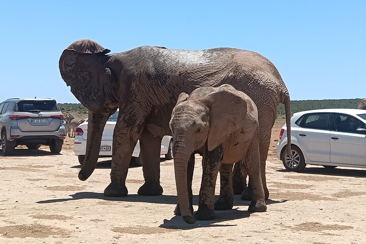 Port Elizabeth Half-Day Addo Elephant National Park Tour