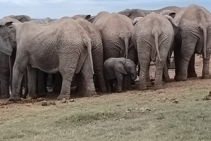Port Elizabeth Half-Day Addo Elephant National Park Tour