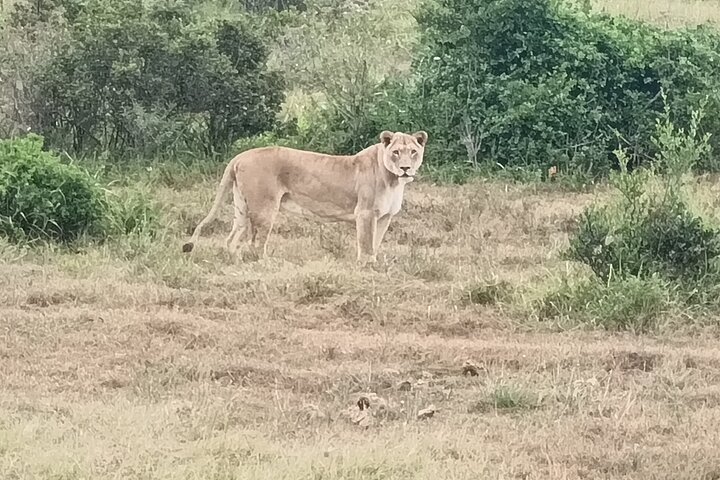Port Elizabeth Half-Day Addo Elephant National Park Tour