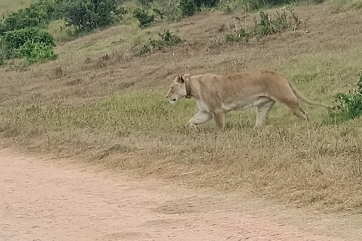 Port Elizabeth Half-Day Addo Elephant National Park Tour