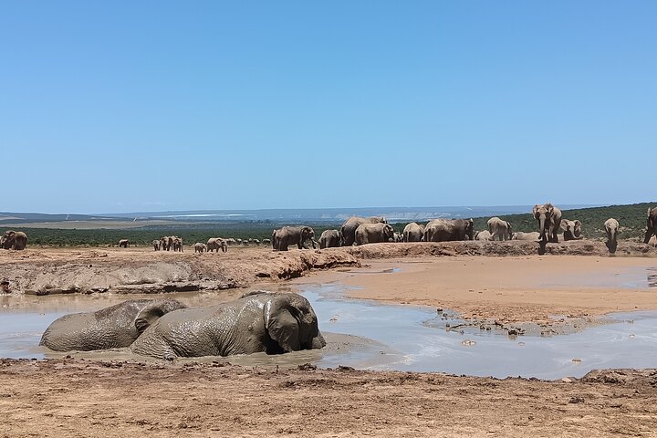 Port Elizabeth Half-Day Addo Elephant National Park Tour
