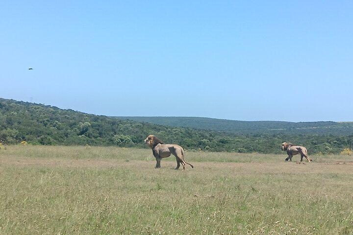 Port Elizabeth Half-Day Addo Elephant National Park Tour