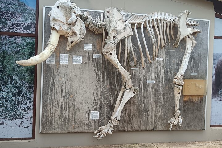 Port Elizabeth Half-Day Addo Elephant National Park Tour
