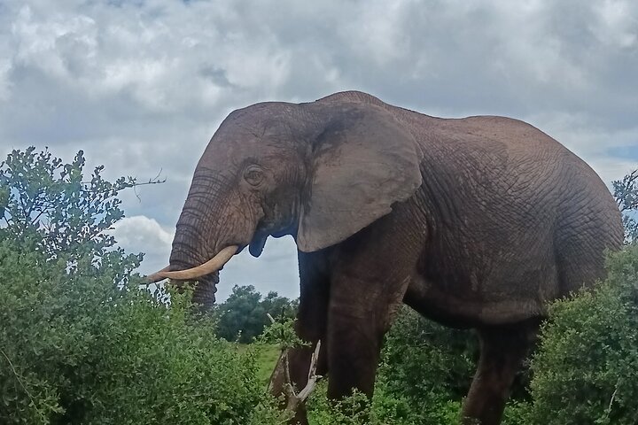Port Elizabeth Half-Day Addo Elephant National Park Tour