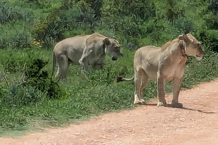 Port Elizabeth Half-Day Addo Elephant National Park Tour