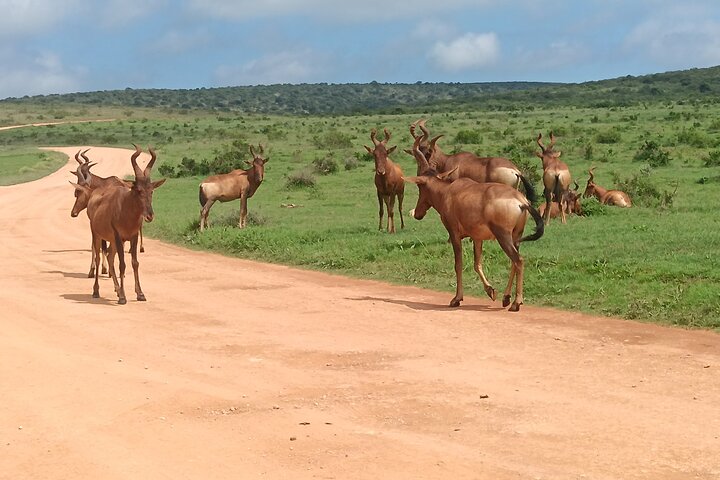 Port Elizabeth Half-Day Addo Elephant National Park Tour