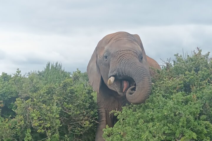 Port Elizabeth Half-Day Addo Elephant National Park Tour