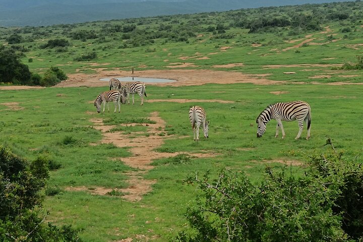 Port Elizabeth Half-Day Addo Elephant National Park Tour