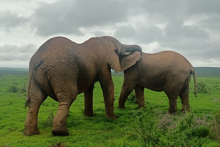 Port Elizabeth Half-Day Addo Elephant National Park Tour