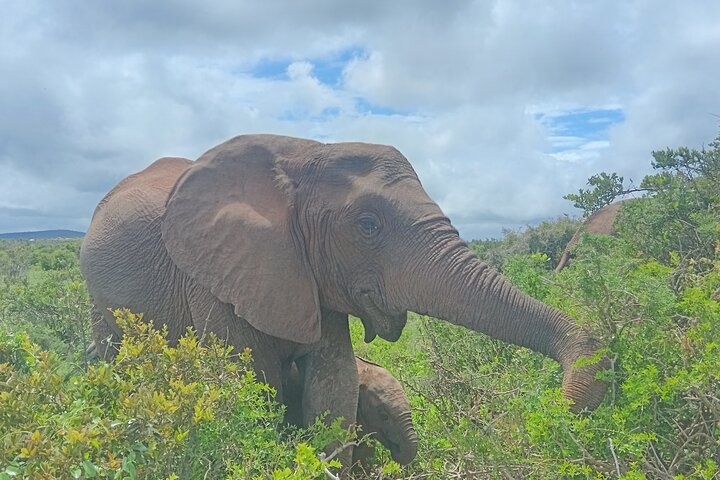 Port Elizabeth Half-Day Addo Elephant National Park Tour