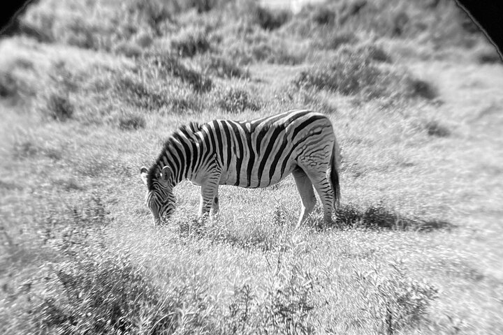 Port Elizabeth Half-Day Addo Elephant National Park Tour
