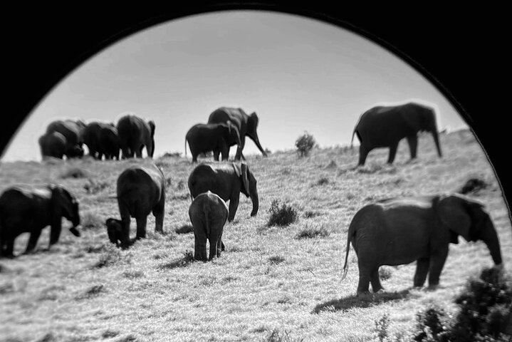 Port Elizabeth Half-Day Addo Elephant National Park Tour