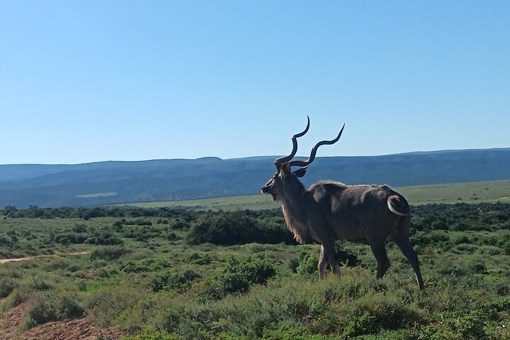 Port Elizabeth Half-Day Addo Elephant National Park Tour