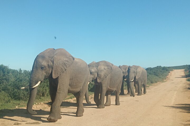 Port Elizabeth Half-Day Addo Elephant National Park Tour