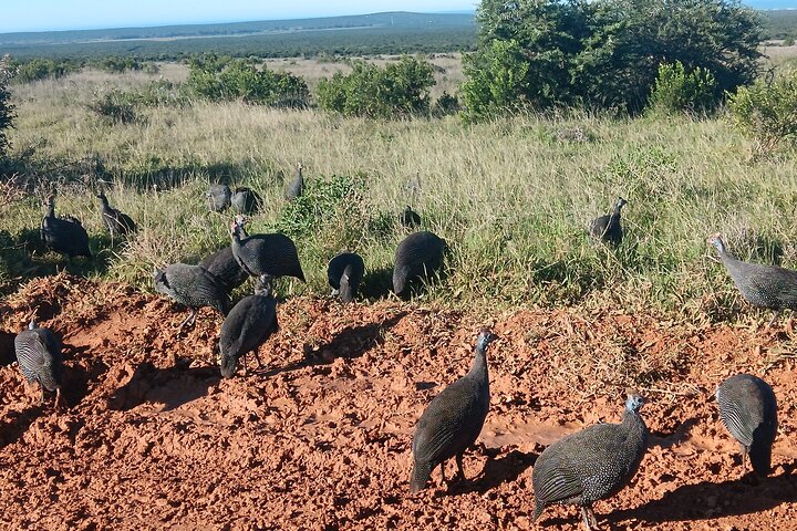 Port Elizabeth Half-Day Addo Elephant National Park Tour