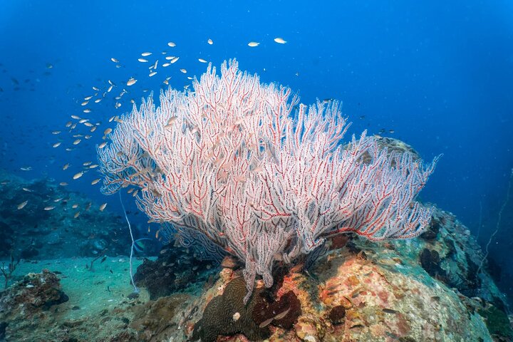 Koh Samui: Koh Tao & Koh Nang Yuan Snorkeling Tour by Speed Boat