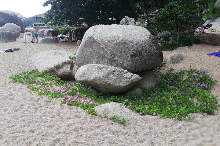 Koh Samui: Koh Tao & Koh Nang Yuan Snorkeling Tour by Speed Boat