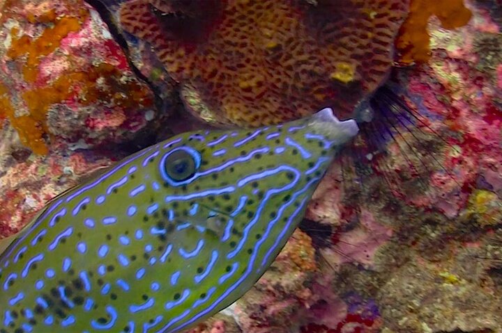 Koh Samui: Koh Tao & Koh Nang Yuan Snorkeling Tour by Speed Boat